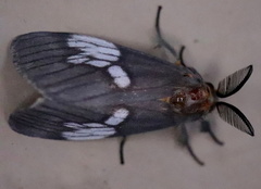 Palasea albimacula