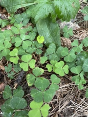 Oxalis acetosella