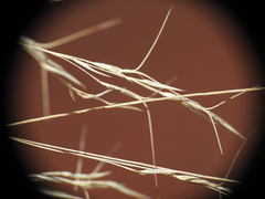 Aristida benthamii benthamii