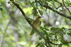 Oriolus auratus