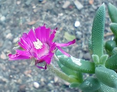 Trichodiadema calvatum