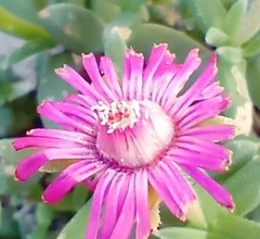 Trichodiadema calvatum