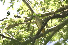 Oriolus auratus