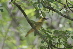 Oriolus auratus