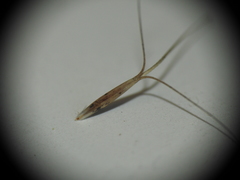 Aristida benthamii benthamii