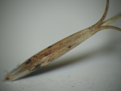 Aristida benthamii benthamii