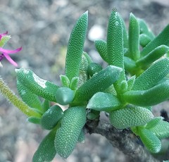 Trichodiadema calvatum