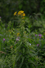 Jacobaea paludosa lanata