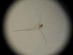 Aristida benthamii benthamii