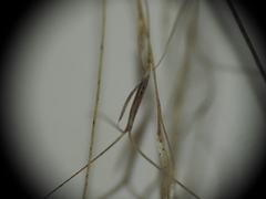 Aristida benthamii benthamii