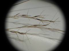 Aristida benthamii benthamii