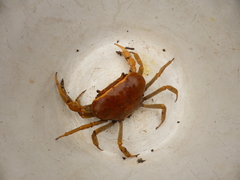 Acanthothelphusa congoensis