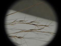 Aristida benthamii benthamii