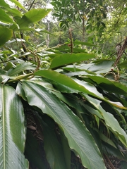 Alpinia tonrokuensis