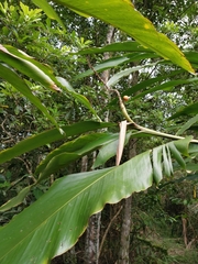 Alpinia tonrokuensis