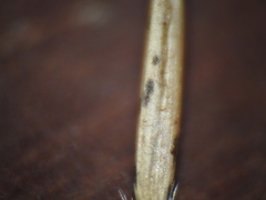 Aristida benthamii benthamii