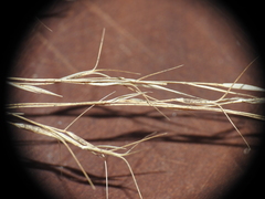 Aristida benthamii benthamii