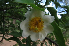 Oncoba spinosa