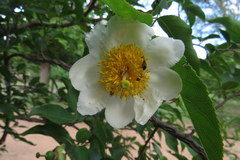Oncoba spinosa