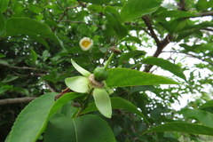 Oncoba spinosa