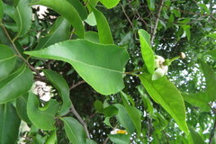 Oncoba spinosa