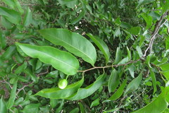 Oncoba spinosa
