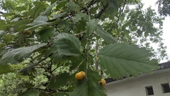 Ehretia dicksonii
