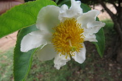 Oncoba spinosa