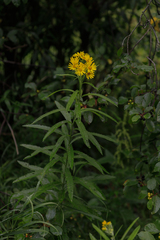 Jacobaea paludosa lanata