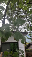 Ehretia dicksonii