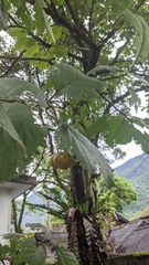 Ehretia dicksonii