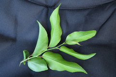 Oncoba spinosa