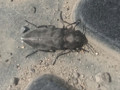 Melanophila acuminata