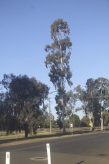 Eucalyptus argophloia