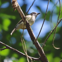Microeca flavigaster