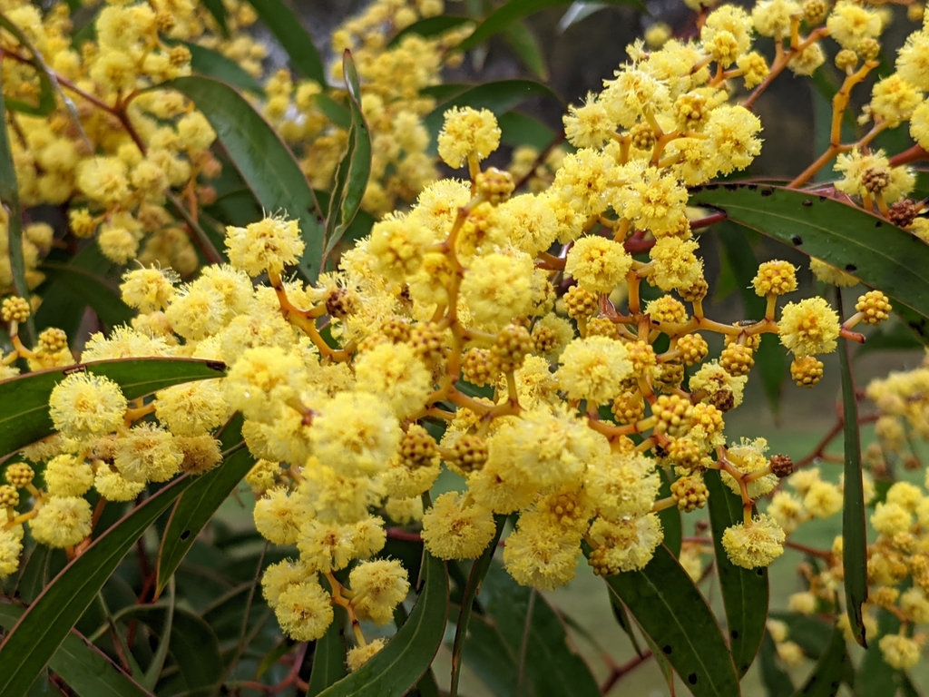 Acacia pycnantha flowers and phyllodes