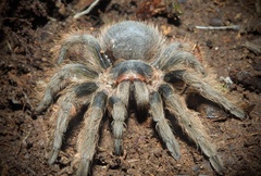 Clavopelma