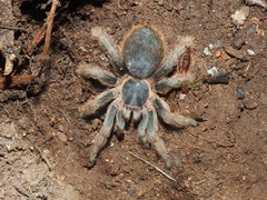 Clavopelma