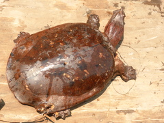 Cycloderma aubryi