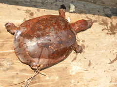 Cycloderma aubryi