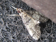 Dolicharthria bruguieralis