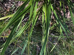 Dianella brevipedunculata