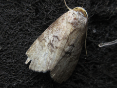 Bryophilina mollicula