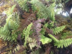 Adenophorus tamariscinus