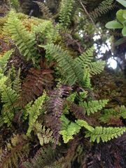 Adenophorus tamariscinus