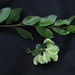 Terminalia myrtifolia - Photo 由 Gawie Malan 所上傳的 (c) Gawie Malan，保留部份權利CC BY-NC