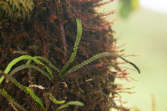 Stenogrammitis saffordii