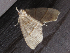 Gonepatica opalina