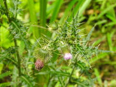 Cirsium ferum