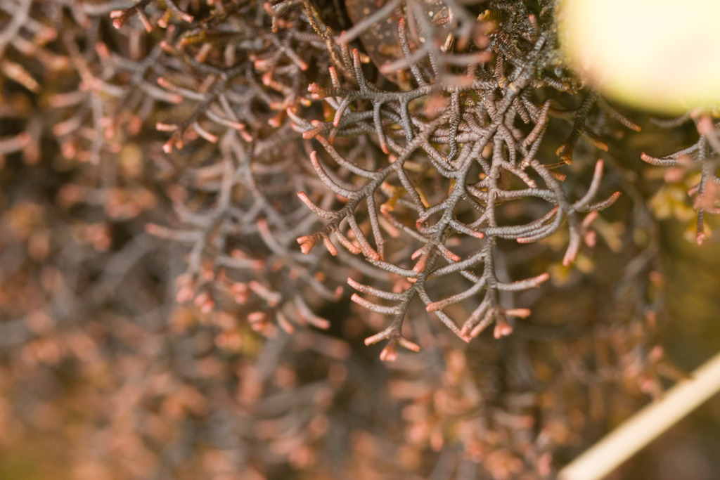 Frullania apiculata